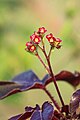 Jatropha glandulifera