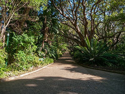 Kirstenbosch