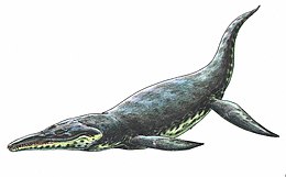 Kronosaurus queenslandicus