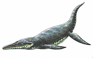 Kronosaurus queenslandicus