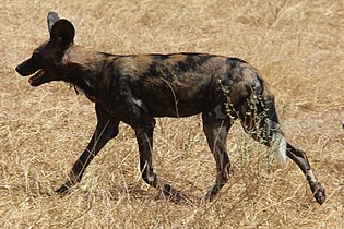 African wild dog