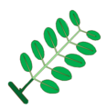 'compound paripinnate'