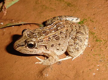 Leptodactylus chaquensis est une espèce d'amphibiens de la famille des Leptodactylidae.