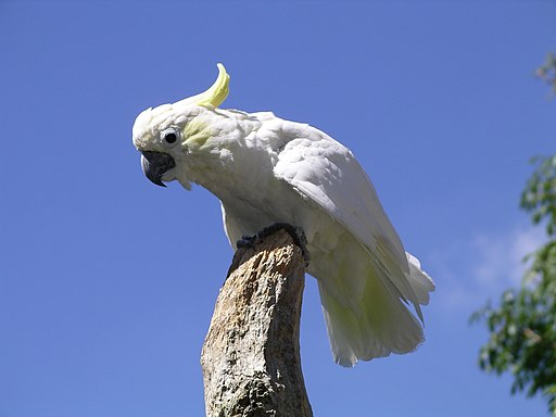 Lesser-sulphur crested cockatoo 31l07