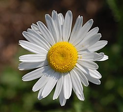 Ahopäivänkakkaran (Leucanthemum vulgare) kukinto.