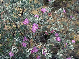 Леукофиллум кустарниковый (Leucophyllum frutescens)