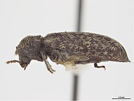 Lichenophanes truncaticollis