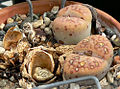 Lithops turbiniformis