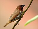 Lonchura punctulata (Nagarhole, 2004).jpg