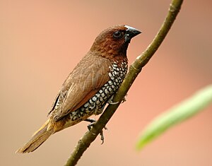 Lonchura punctulata