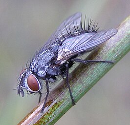 Lydella stabulans