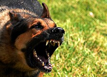 Outward displays of aggression are seen in most animals Mad dog.jpg