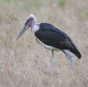 black stork with bald head