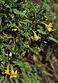 Mimulus aurantiacus subsp. aurantiacus