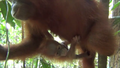 Mladi orangutan in mama