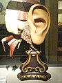Wax model of an Ear by Anna Manzolini