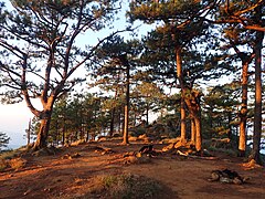 Pine forest campsite