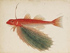 Dactyloptena orientalis (Cuvier), Kawahara Keiga, 1823 - 1829