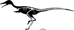 Nemegtonykus Skeletal.png