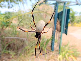 Nephila tetragnathoides