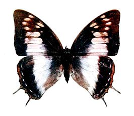 Charaxes ethalion