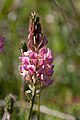 Saat-Esparsette (Onobrychis viciifolia)