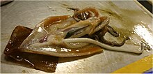 A greater hooked squid with an erect penis 67 cm long Onykia ingens with erect penis.jpg