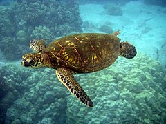 Tortue marine du sanctuaire marin de la baie d'Oracabessa