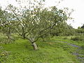 A community apple orchard originally planted for productive use