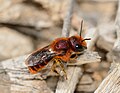 Osmia ferruginea