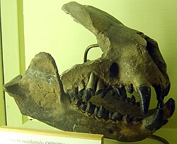 Palaeonictis occidentalis koponya egy része, a berlini Természetrajzi Múzeumban (Museum für Naturkunde)