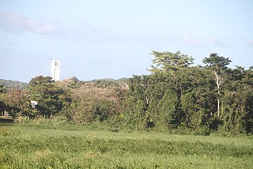 Palmas del Mar Chapel tower near the Pterocarpus forest.