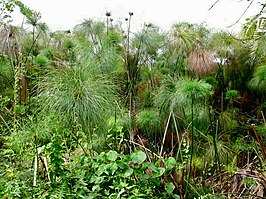 Papyrus in Bigodi Wetland Sanctuary