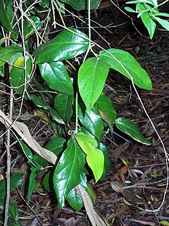 Description de l'image Pararistolochia praevenosa Aristolochia praevenosa.jpg.