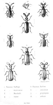 Таблица из монографии Louisa Péringueya, виды рода Paussus: 1) P. raffrayi 2) P. manicanus 3) P. marshalli 4) P. viator 5) P. barberi 6) P. concinnus 7) P. propinquus 8) P. arduus (1897)[1]