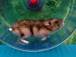 Le Wiki-hamster