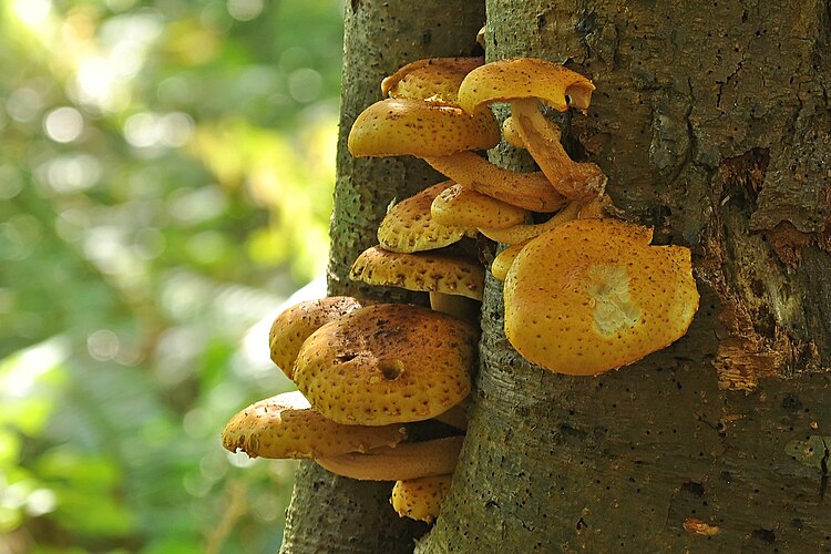 Ложноопёнок серно-жёлтый (Hypholoma fasciculare) на дереве