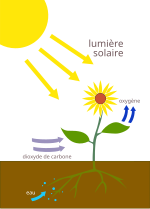 Vignette pour Photosynthèse