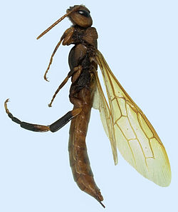 Pigeeon Tremex Tremex columba 5284079-PPT.jpg