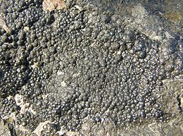 Pitchblende schlema-alberoda.JPG