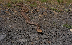 Bullhead Snake