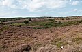 Posbank, brezales, arbustos y árboles