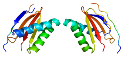 Протеин DYNLL1 PDB 1cmi.png