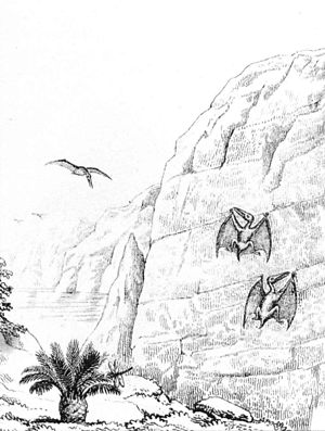 Drawing of pterosaurs by English naturalist Wi...