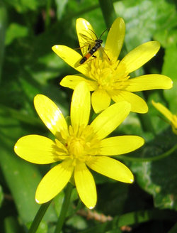 250px-Ranunculus_ficaria_Flowers_closeup_02