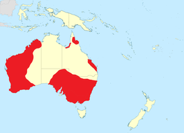 Australische kluut