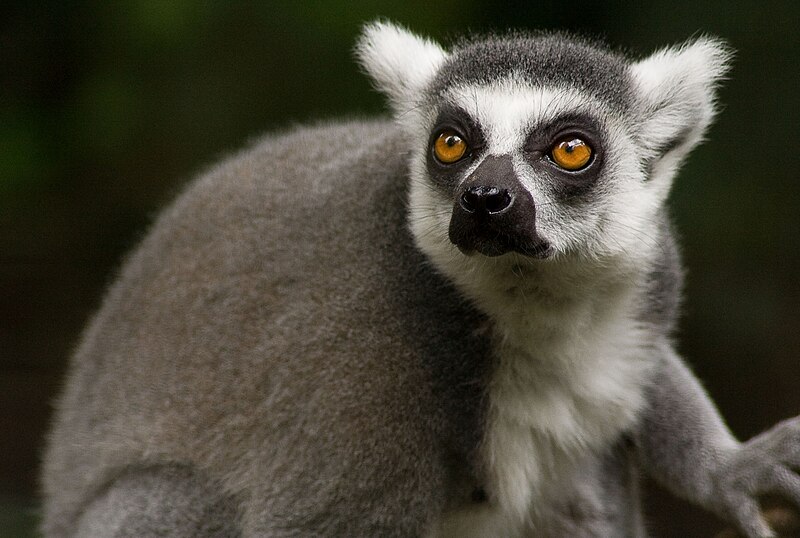 Soubor:Ringtailedlemur - 24937.jpg