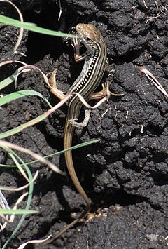 Description de l'image Robust Striped Skink.JPG.