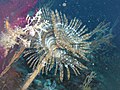 Sabella spallanzanii (Feather duster worm) with radioles extended