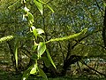 Vergleich: Salix alba